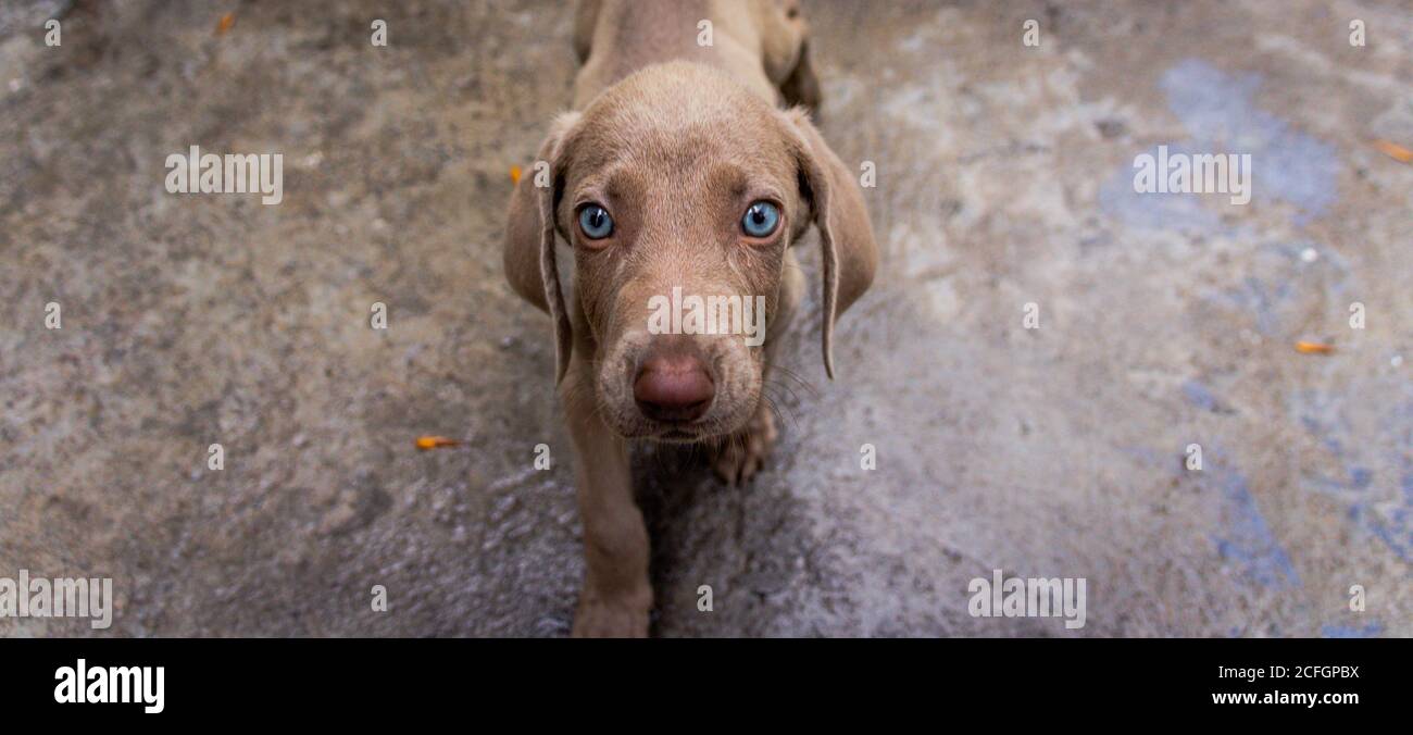 Photographie d'un petit chien de Weimaraner Banque D'Images