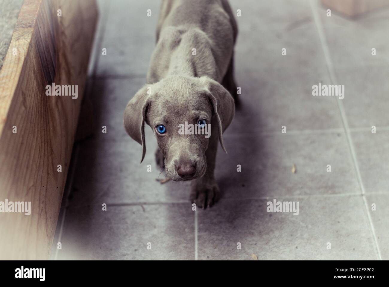 Photographie d'un petit chien de Weimaraner Banque D'Images