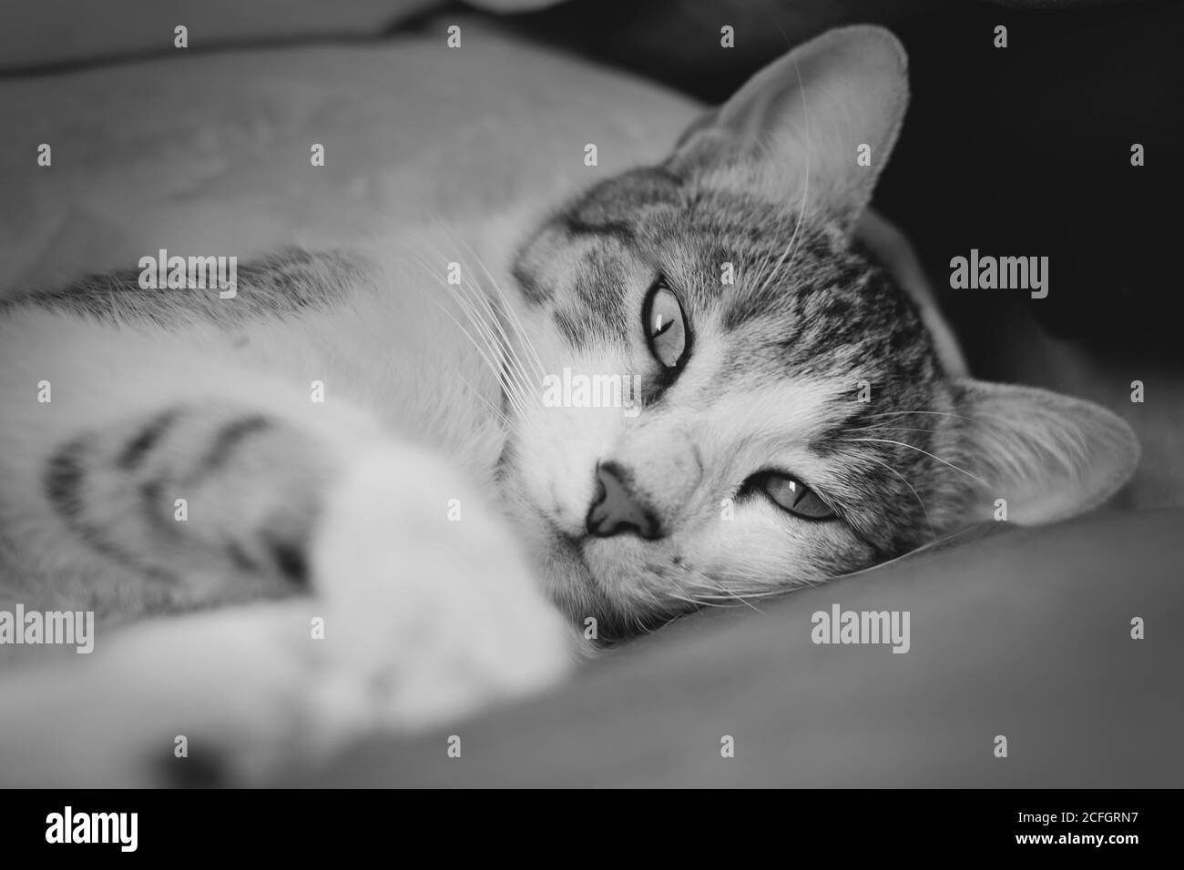 Magnifique chat tabby allongé dans un canapé, regardant directement à la caméra. Image en noir et blanc. Banque D'Images