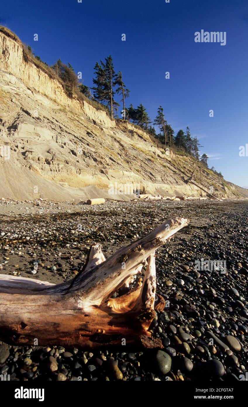 Falaises de Bluff beach, Dungeness National Wildlife Refuge, Washington Banque D'Images