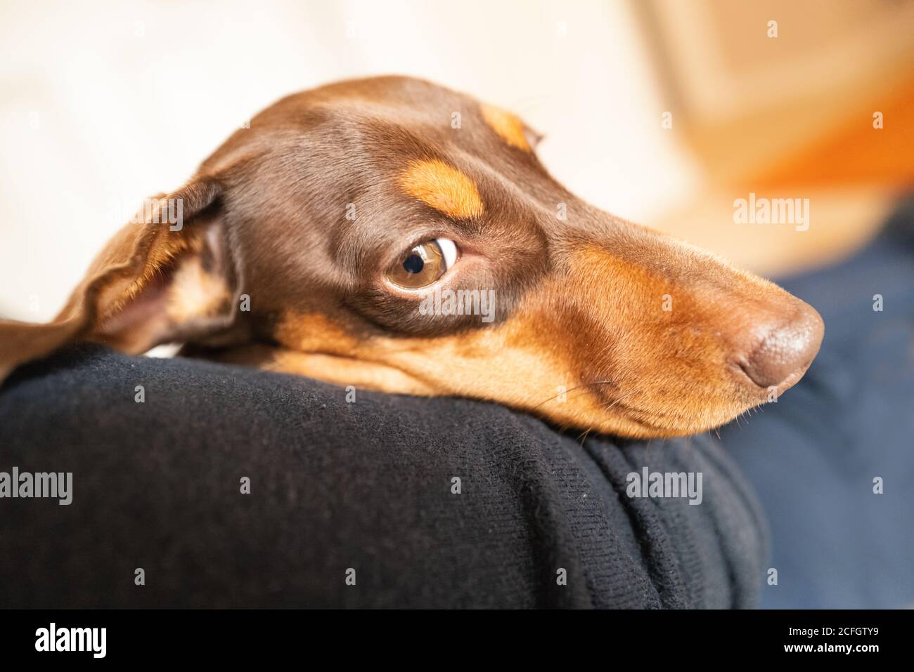 Portrait d'un jeune dachshund miniature au chocolat et à la coloration Havane. Sa tête est allongée sur le bras de l'homme. Banque D'Images