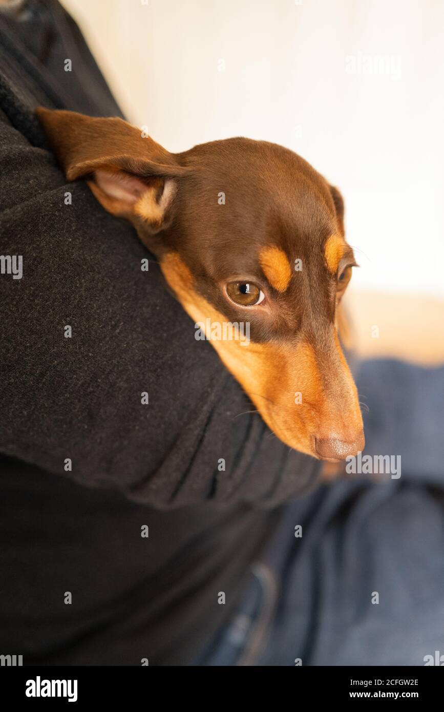 Un jeune cachshund miniature au chocolat et à la coloration de bronzage, se trouve dans les bras de l'homme. Banque D'Images