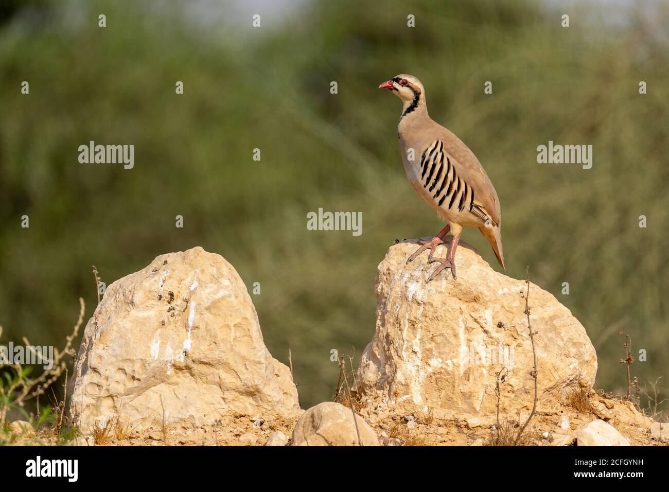 Chukar (Alectoris chukar) chukar, Banque D'Images