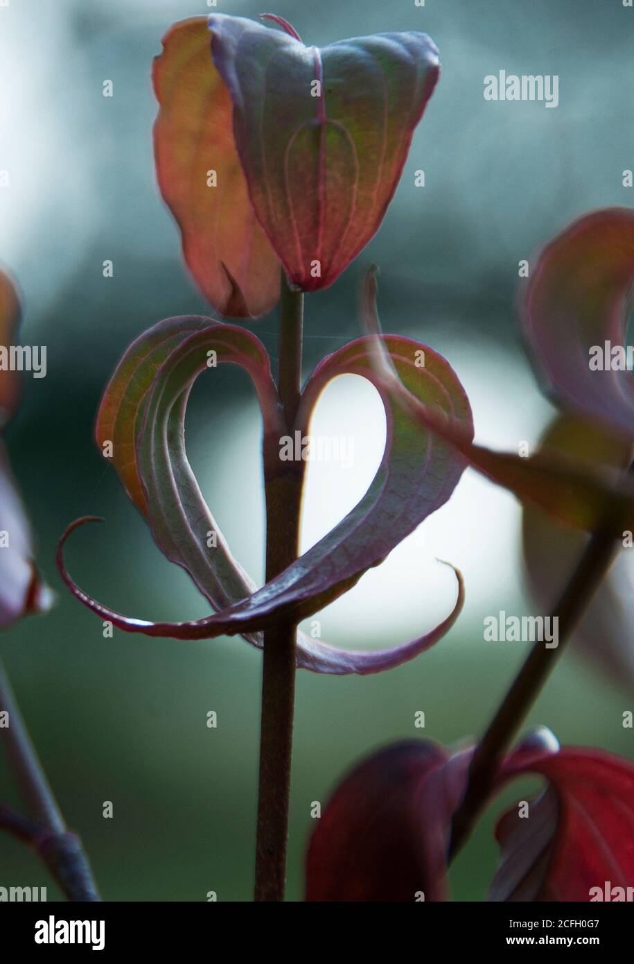 Une paire de feuilles cornus kousa en courbure fait un coeur silhouette Banque D'Images