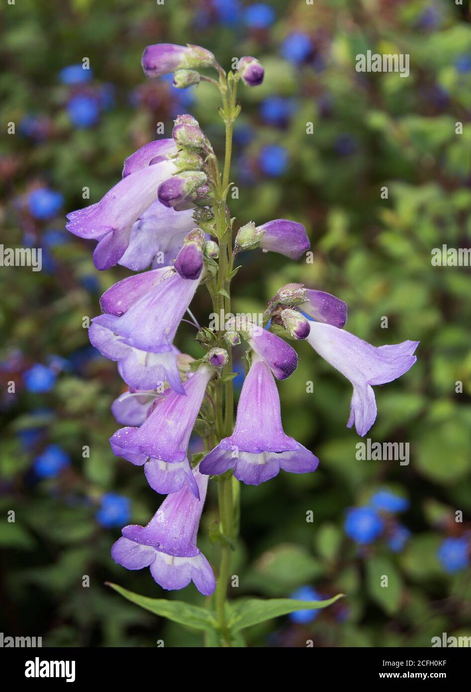 Penstemon «Bleu céleste» Banque D'Images