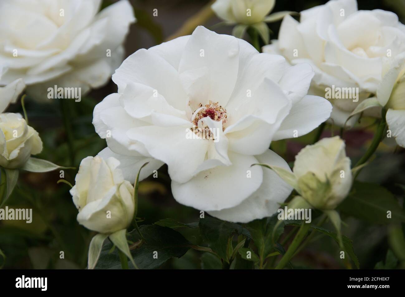 Rosa « Iceberg » Banque D'Images