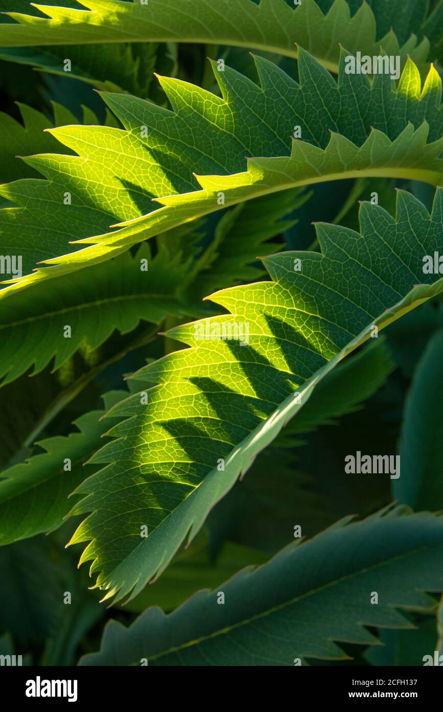 Patrons foliaires, Melianthus Major, Honeybush, natif de l'Afrique du Sud Banque D'Images