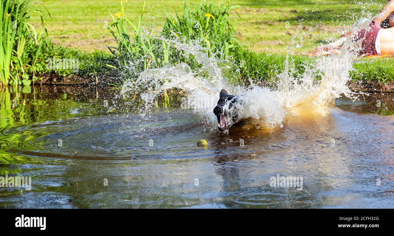 un gros coup de gel dans le temps. Il y a en fait un chien quelque part Banque D'Images