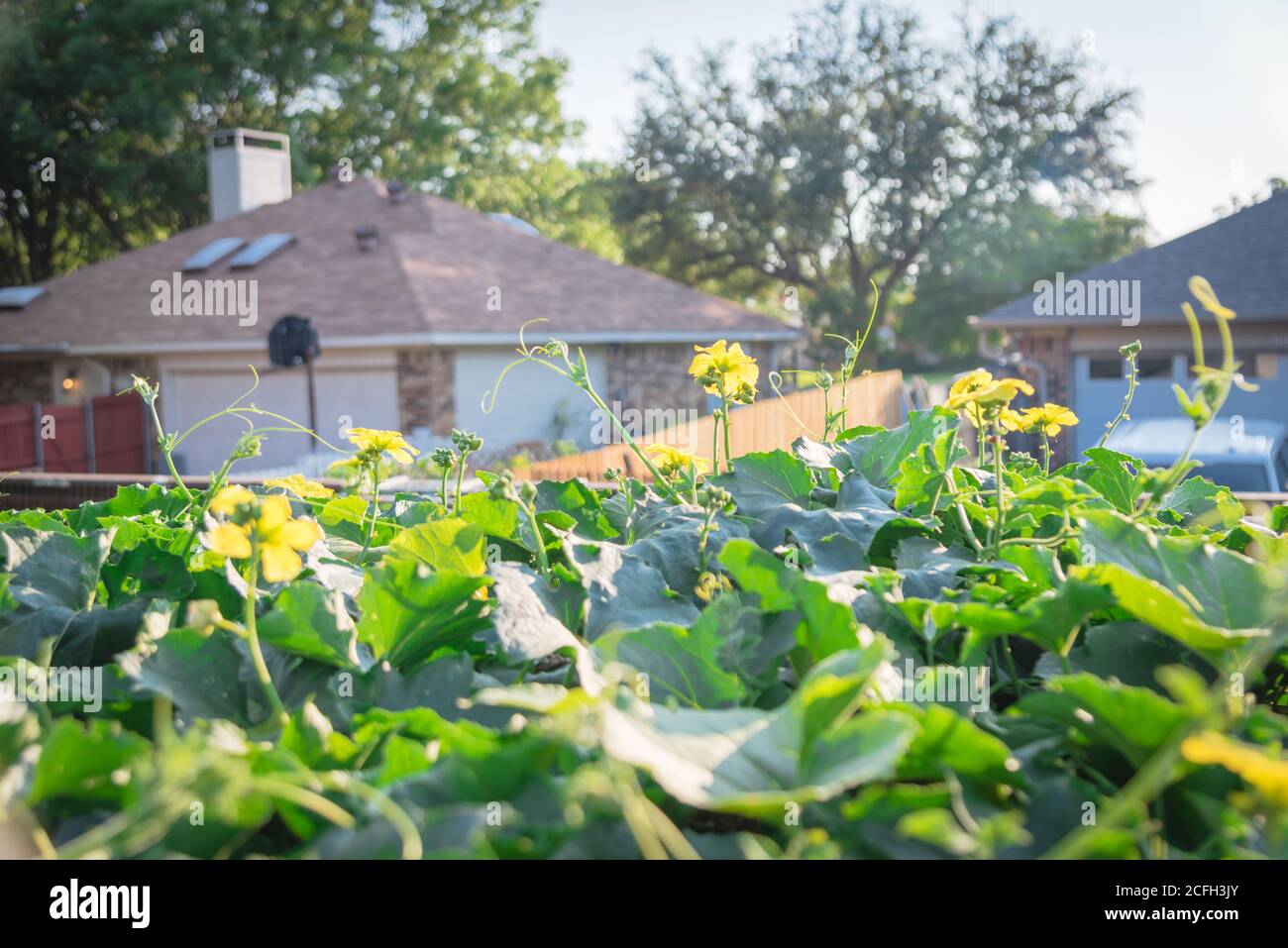 Une plante de Luffa en gros plan s'épanouissant sur une pergola avec une seule maison familiale en arrière-plan près de Dallas, Texas, Amérique Banque D'Images