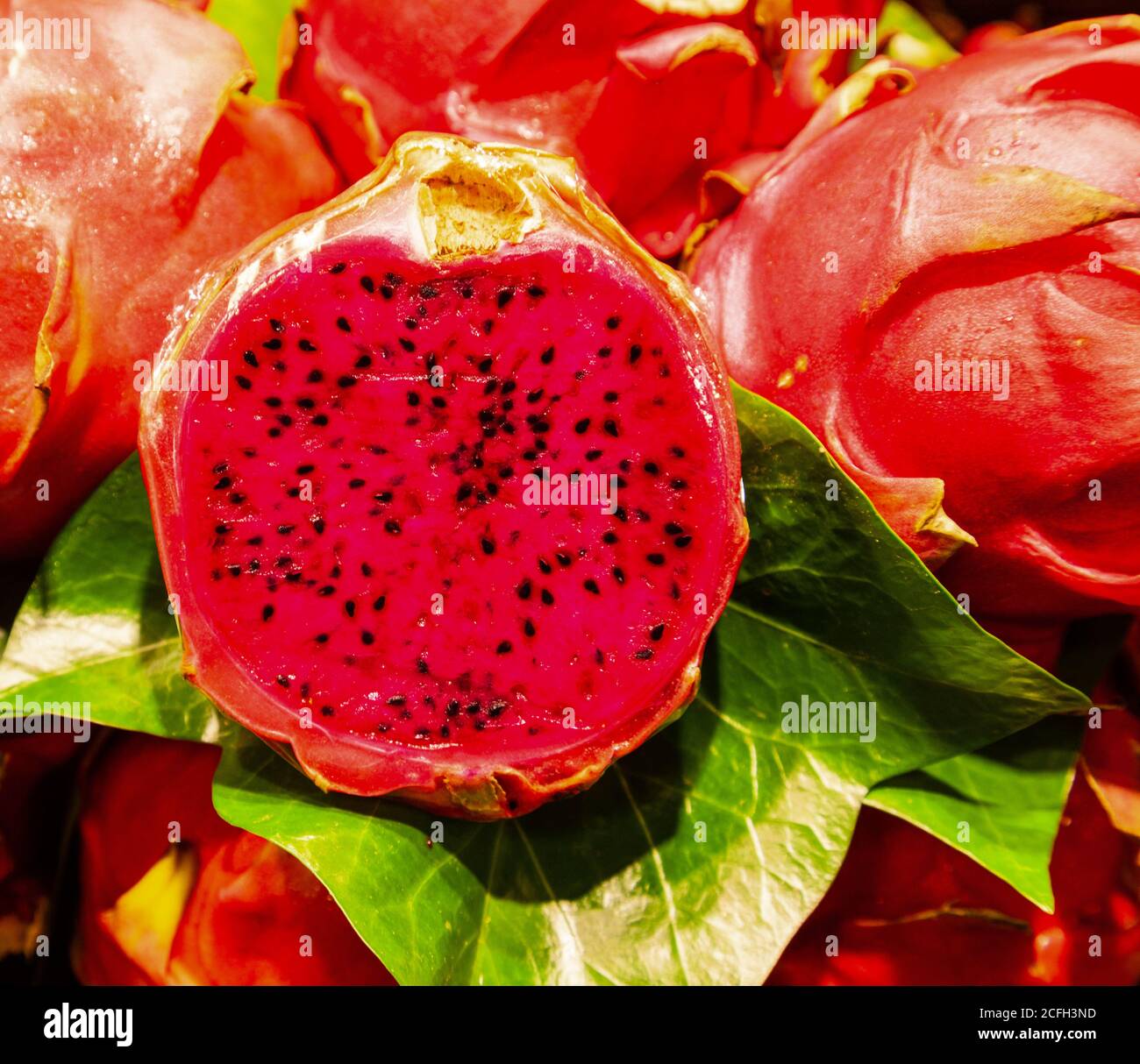 dragon fruit ou pitaya pousse sur une vigne populaire asiatique fruits Banque D'Images