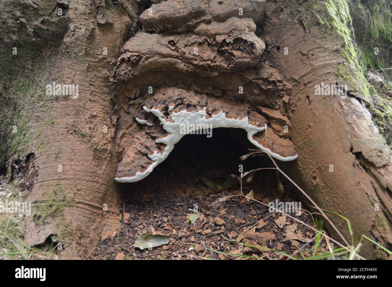 Hobbit House au pied de l'arbre, Magus Muir, Strathkiness, Fife, Écosse, Banque D'Images