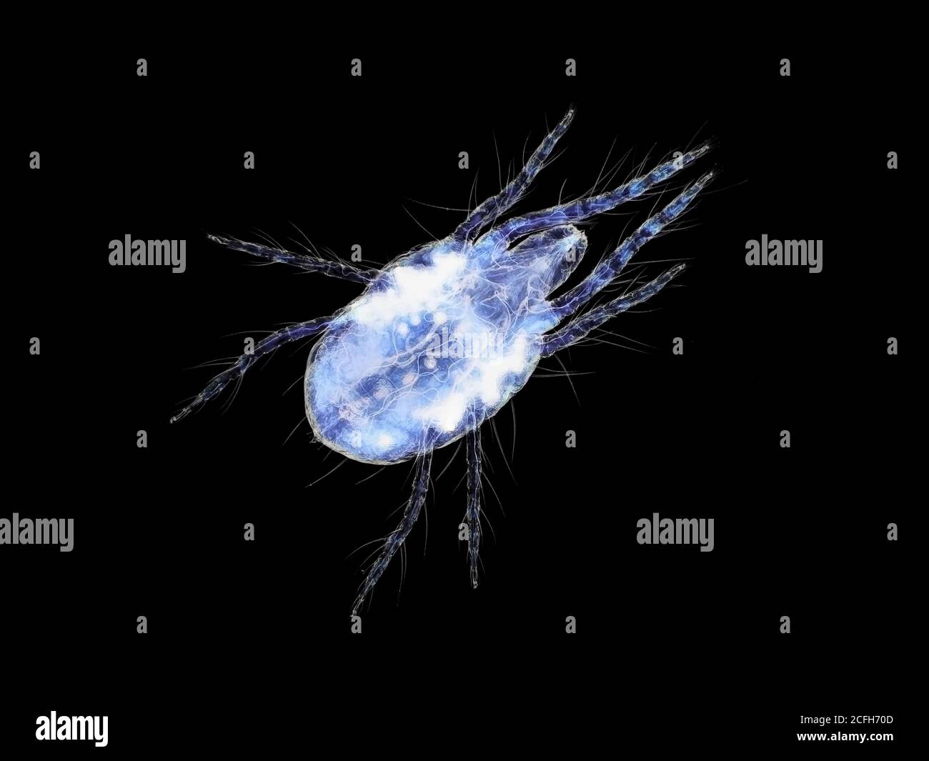 Acarien d'araignée (probablement acarien d'araignée du Pacifique ou acarien d'araignée de Willamette) sous le microscope, le champ de vision horizontal est d'environ 1,3 mm Banque D'Images