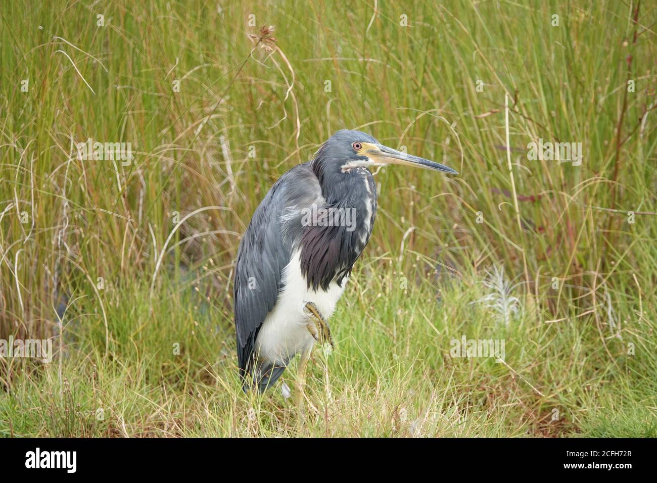 Héron tricolore (Egretta tricolor) en Floride, Etats-Unis Banque D'Images