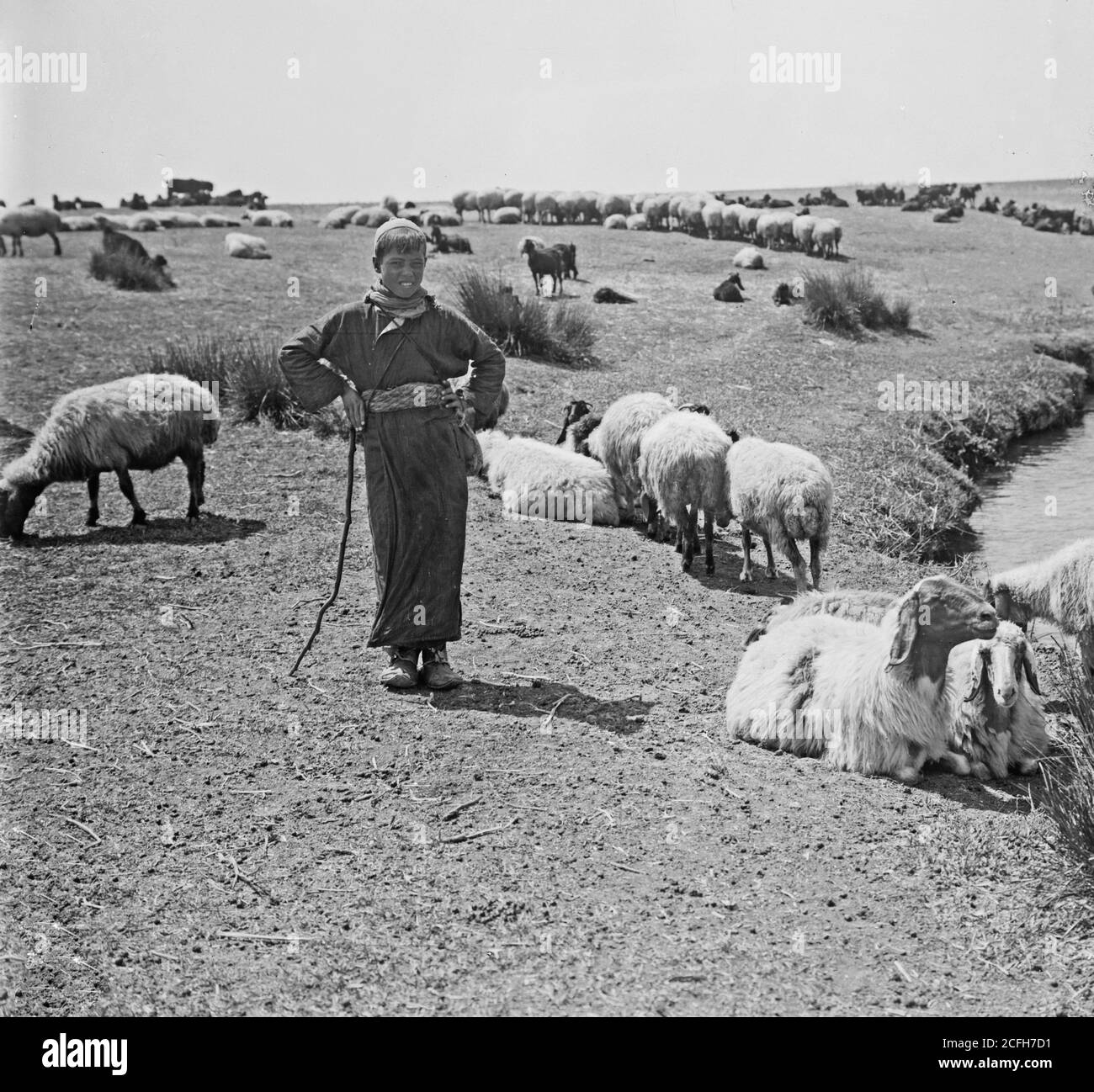 Légende originale: Brebis - emplacement: Ca. 1898-1946 Banque D'Images