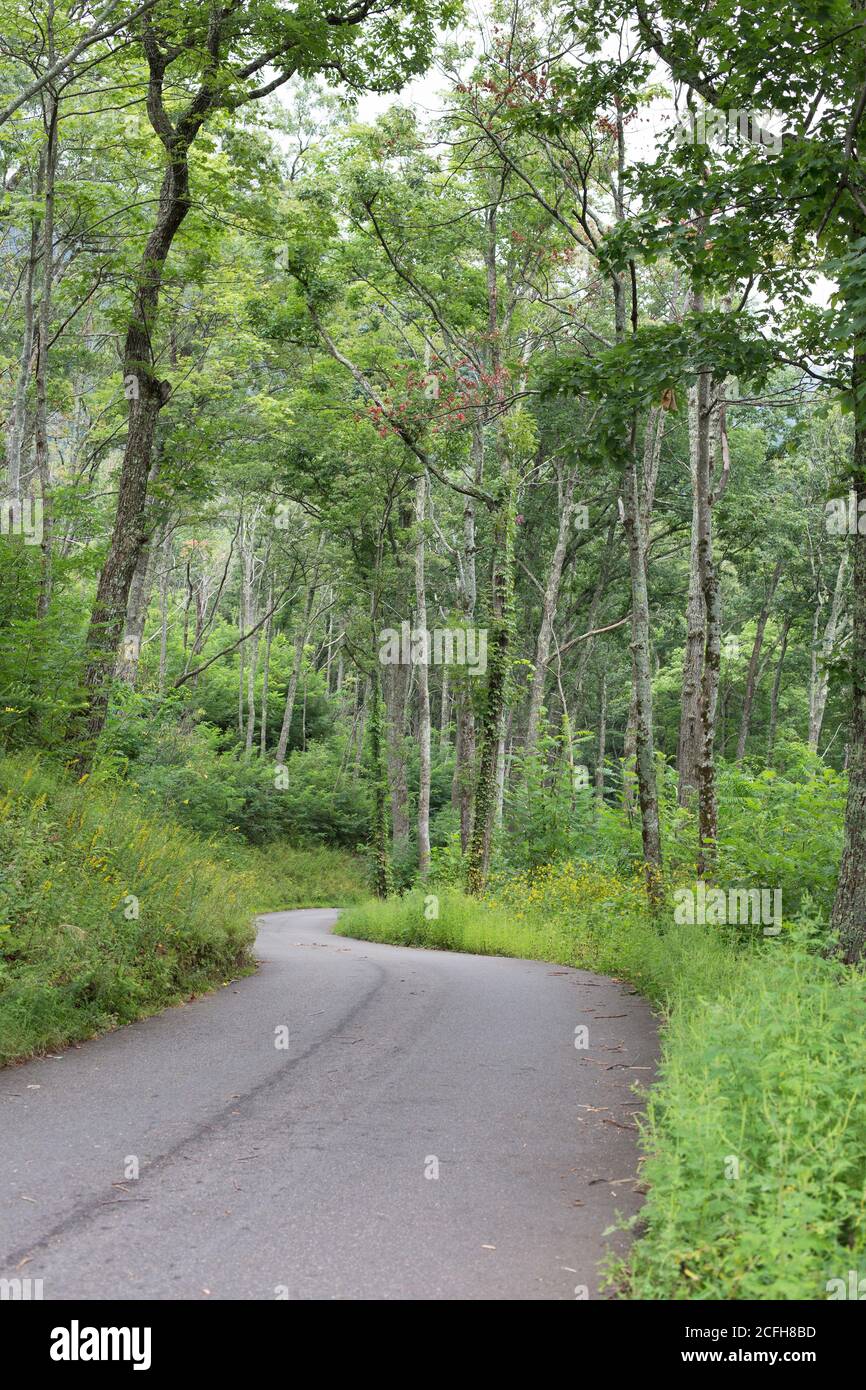 Le sentier de Roaring Forks à Gatlinburg, Tennessee, dans le parc national des Great Smoky Mountains, aux États-Unis. Banque D'Images