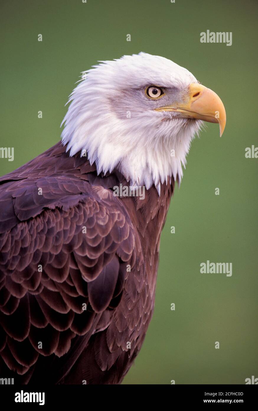 Aigle à tête blanche, vue latérale, Haliaeetus leucocephalus Banque D'Images
