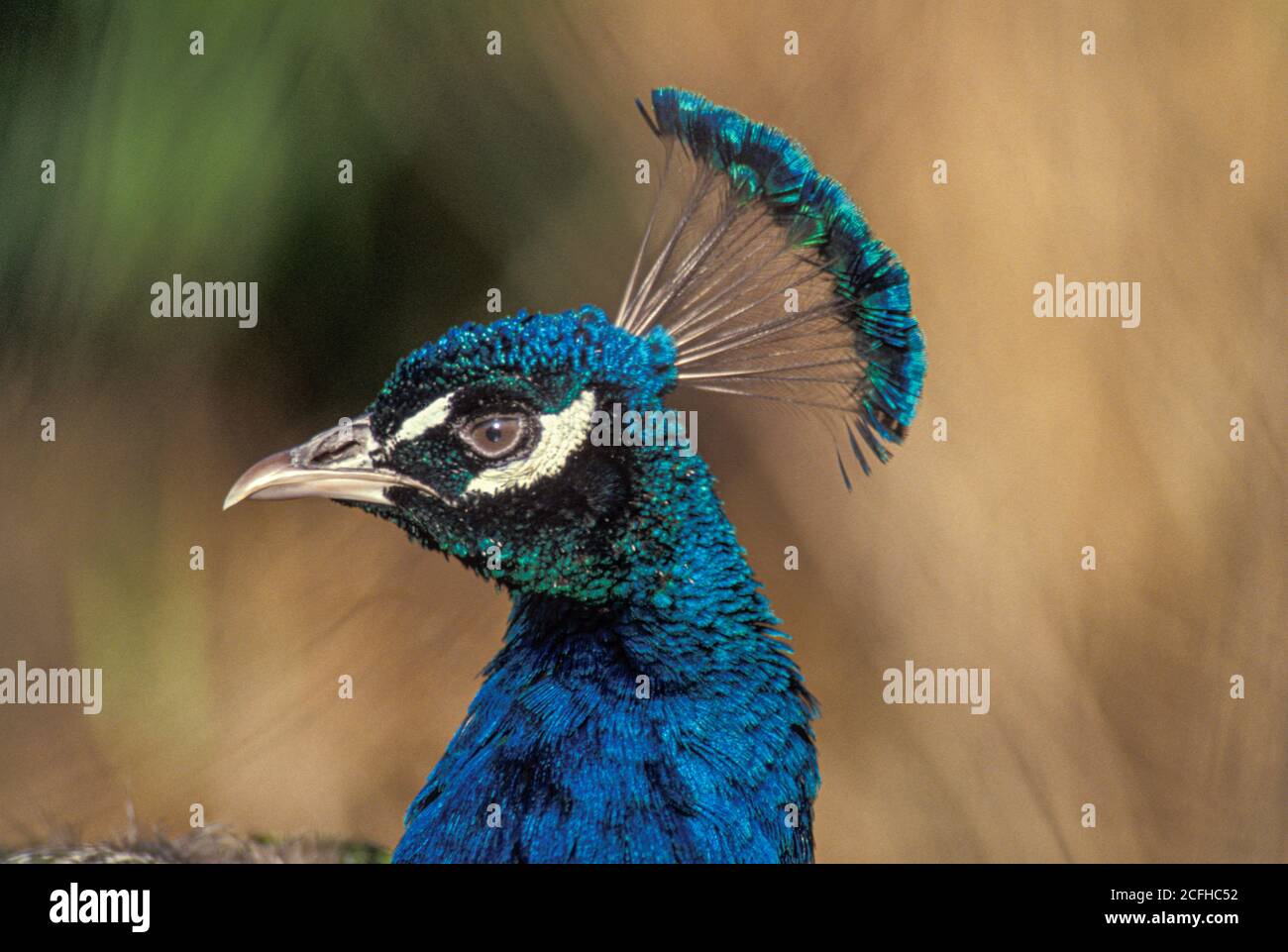 Peacock, gros plan de la tête et de la couronne, en regardant sur le côté Banque D'Images