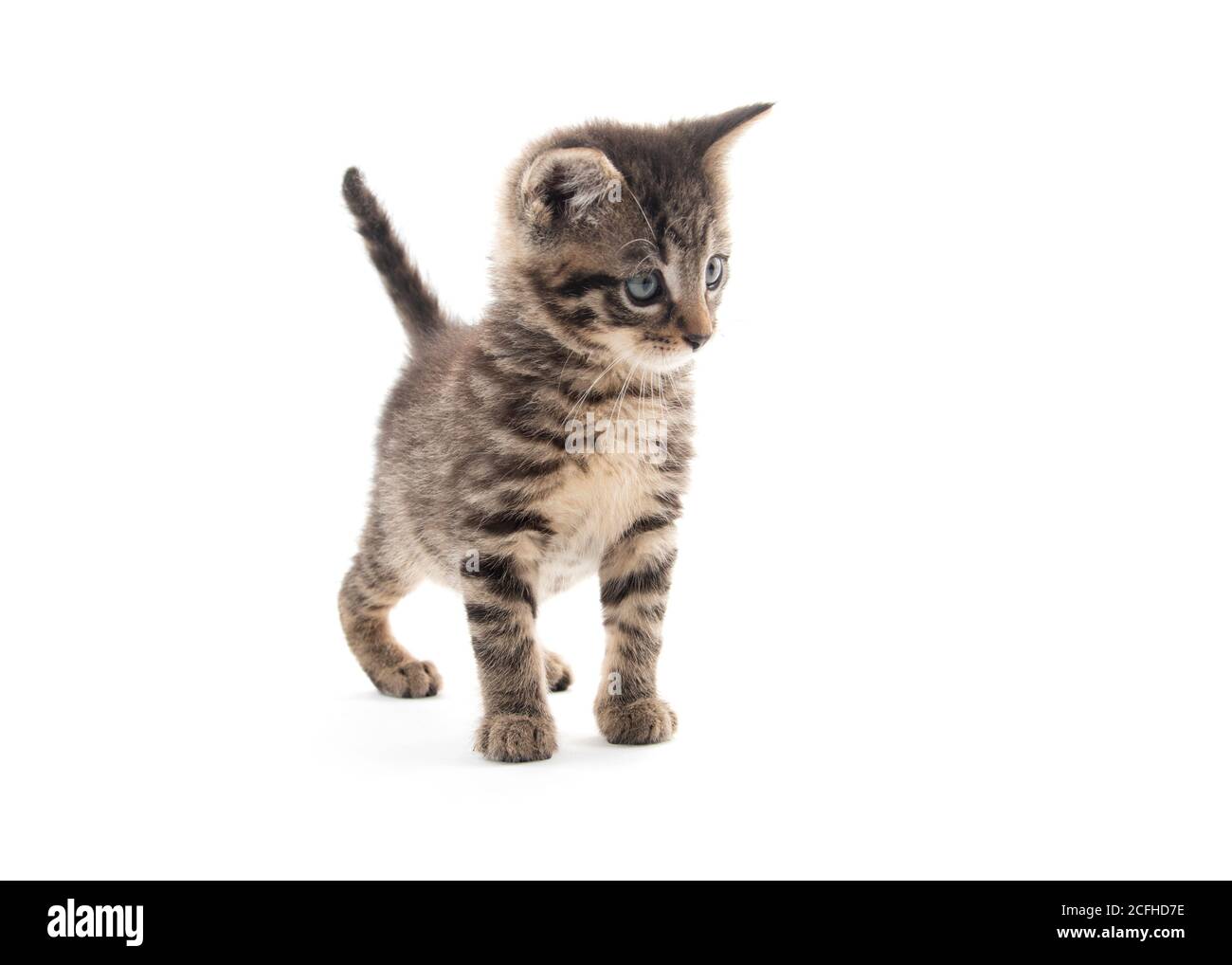 joli bébé tabby chaton isolé sur fond blanc Banque D'Images