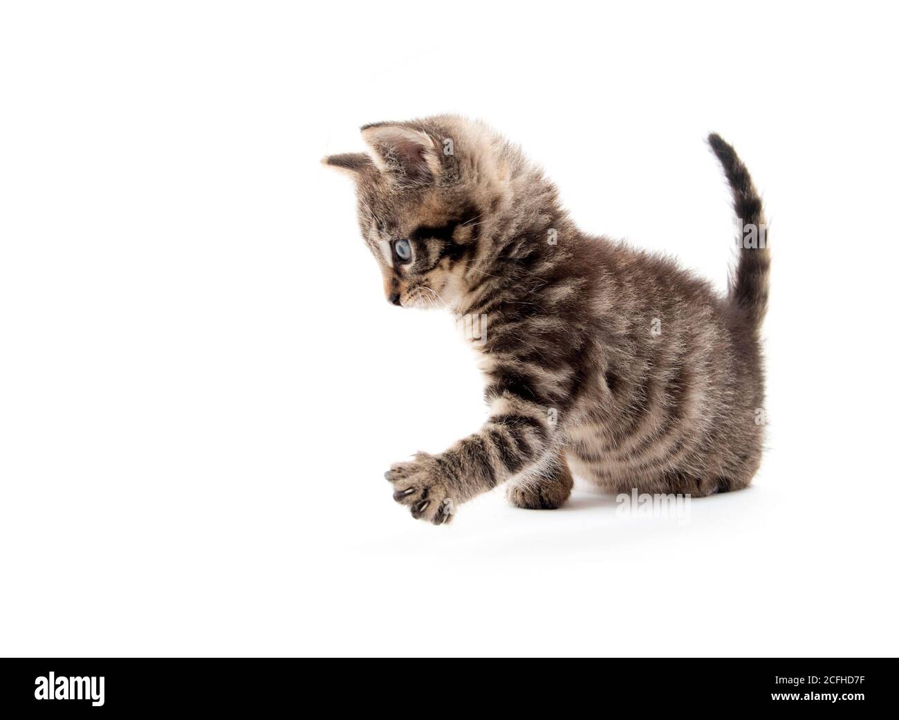 joli bébé tabby chaton isolé sur fond blanc Banque D'Images