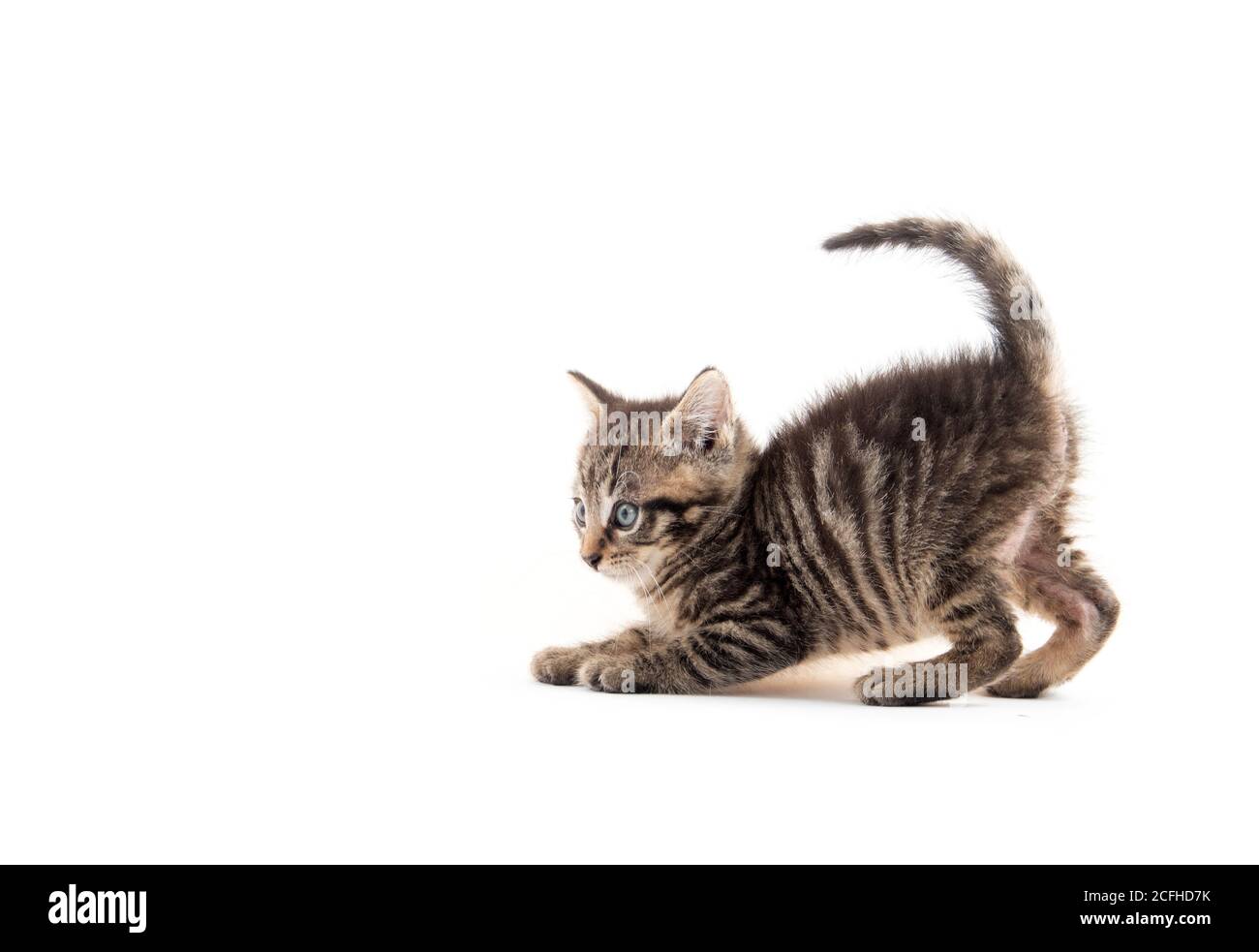 joli bébé tabby chaton isolé sur fond blanc Banque D'Images