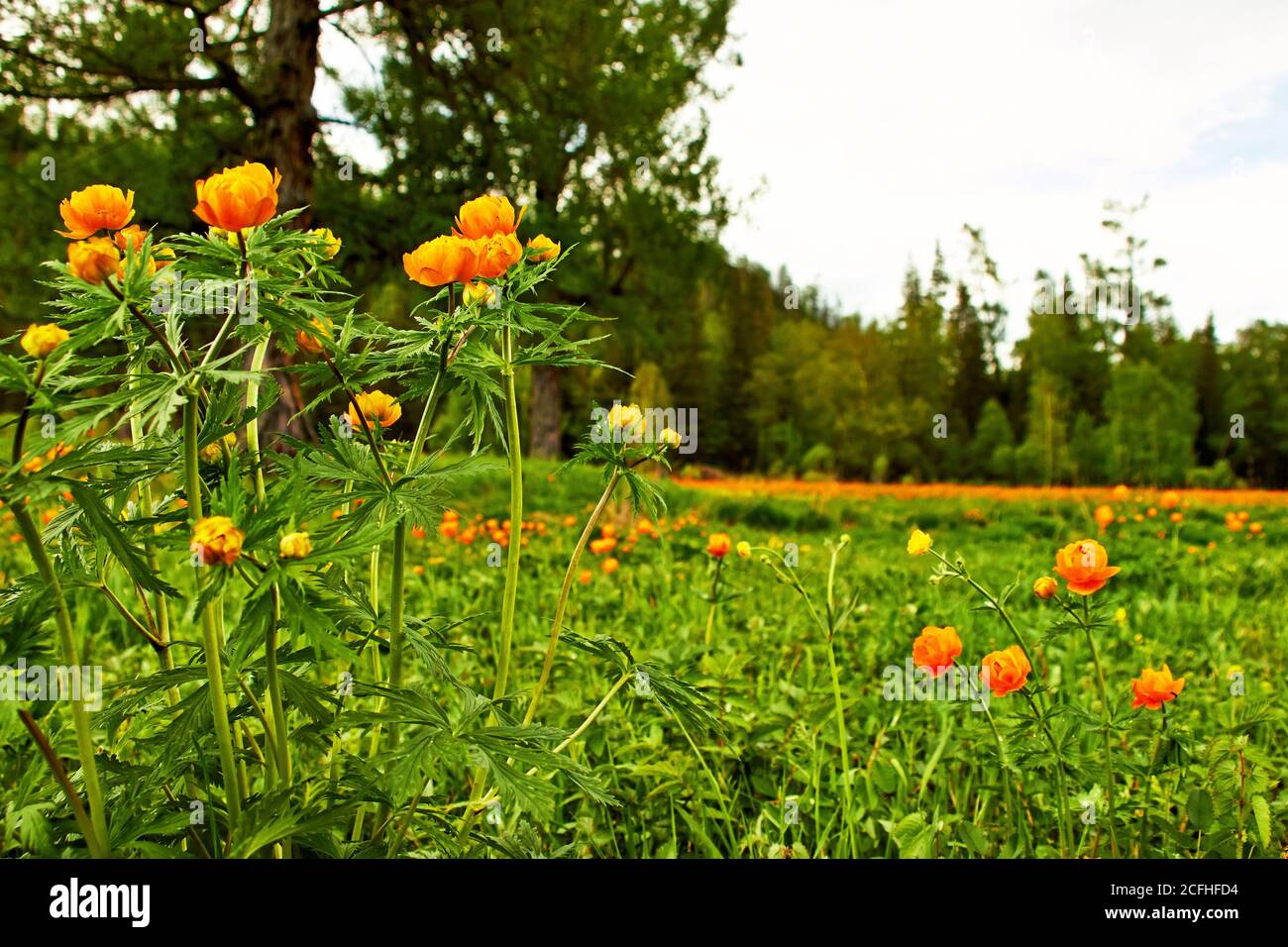 Prairie verte de printemps avec fleurs d'orange Globeflowers (Trollius asiaticus) Banque D'Images