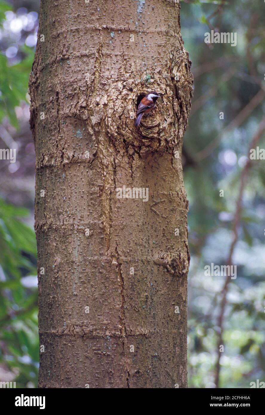 Chickadee à dos de châtaignier, Parus rufescens, perchée dans un knothole dans un magnolia, Seattle, Washington Banque D'Images