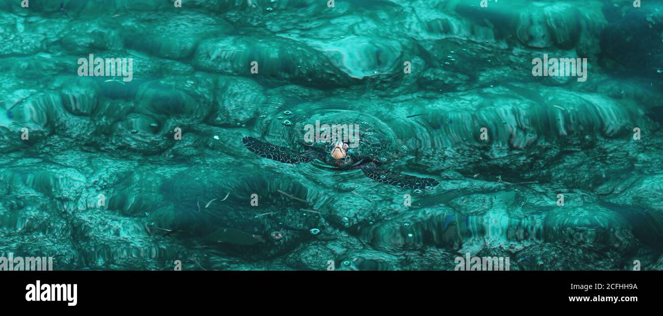 Une tortue de mer dont la tête dépasse de l'eau sur un récif de corail aux Maldives. Un voyage exotique dans les pays tropicaux. Faune de l'océan Banque D'Images