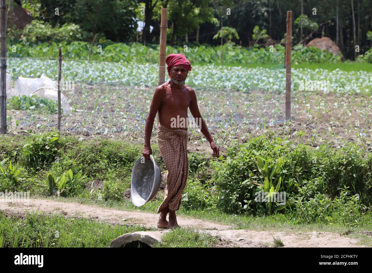 Fermier asiatique marchant et transportant un bol à un champ agricole pour cueillir les cultures mûres dans une zone rurale de Bogura, au Bangladesh Banque D'Images