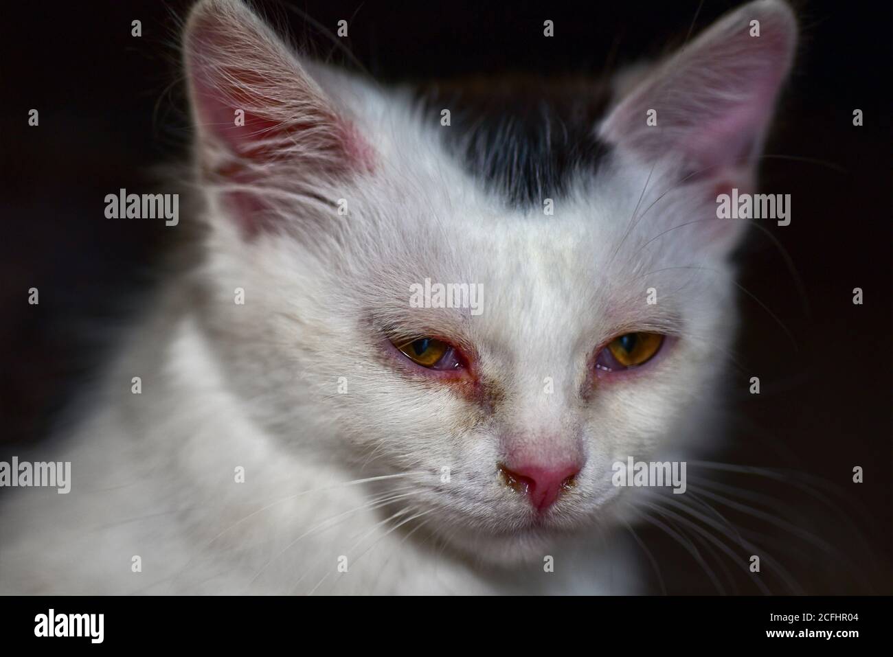 Chaton Triste Banque D Image Et Photos Alamy