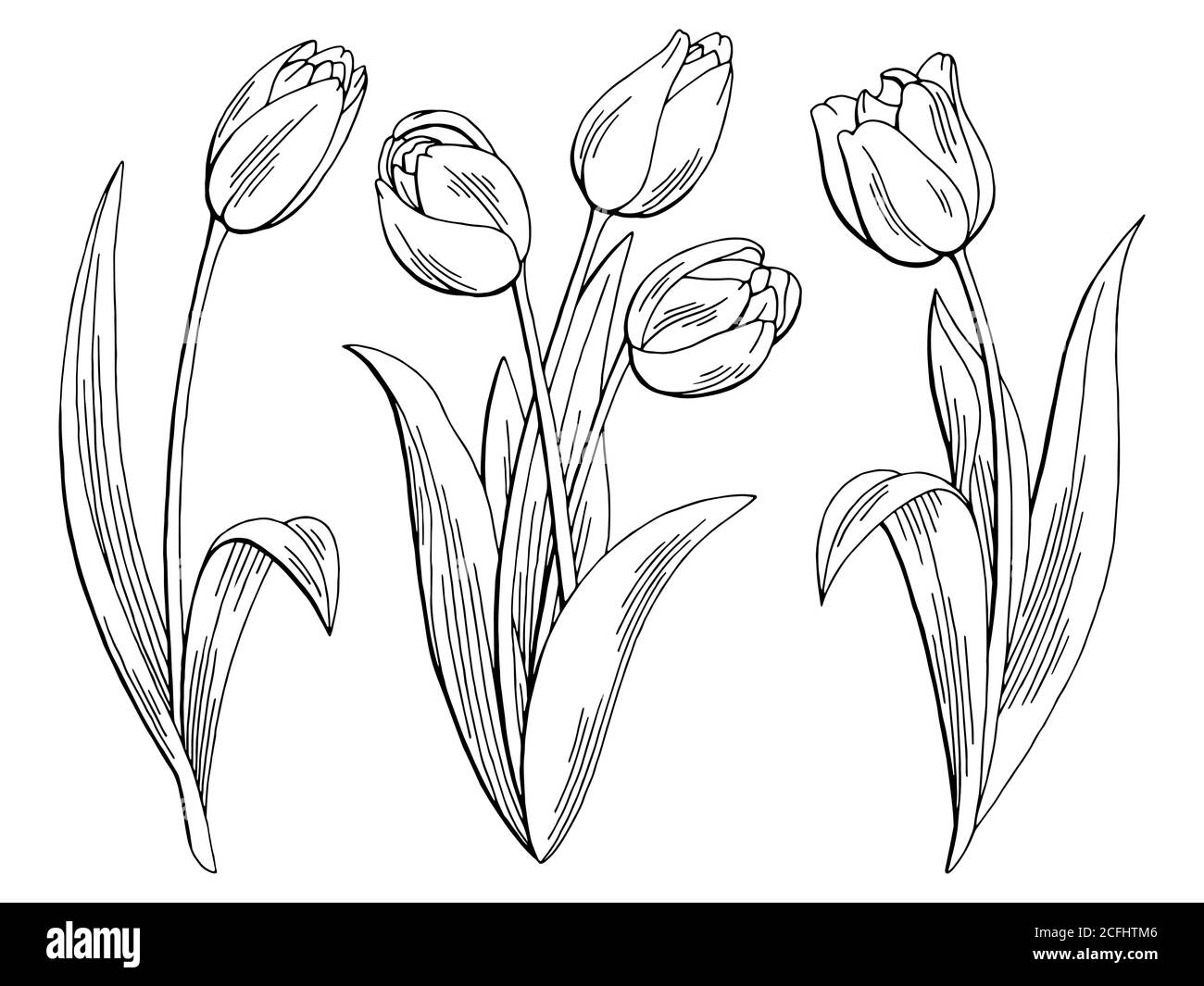 Tulipe fleur graphique noir blanc isolé esquisse illustration vecteur Illustration de Vecteur