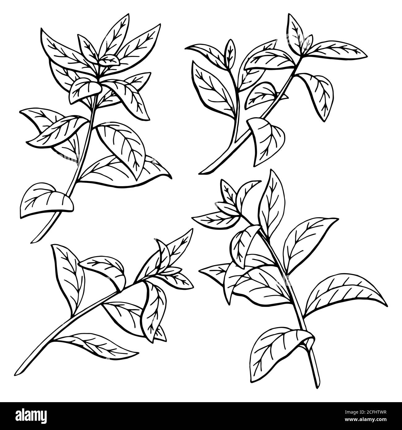 Graphique de l'usine de thé noir blanc esquisse vecteur d'illustration isolé Illustration de Vecteur