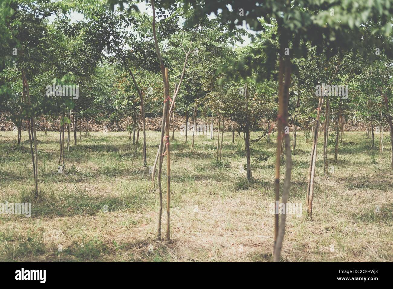 croissance de l'arbre de bois de rose siamois dans les terres agricoles. Dalbergia cochinchinensis foresterie Banque D'Images