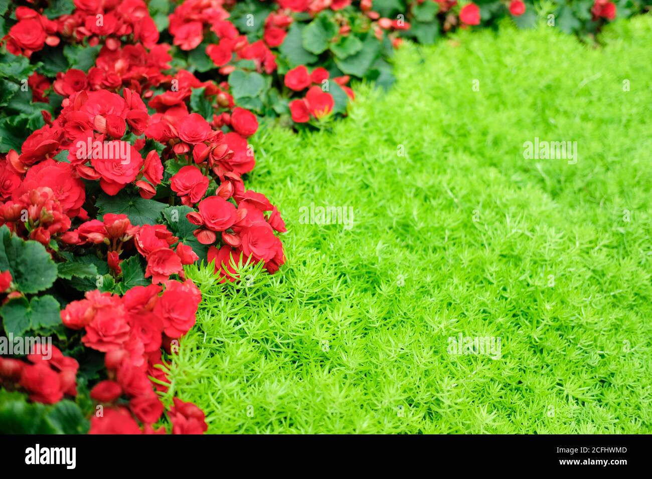 plante de begonia en fleurs rouges qui pousse dans le jardin de fleurs Banque D'Images
