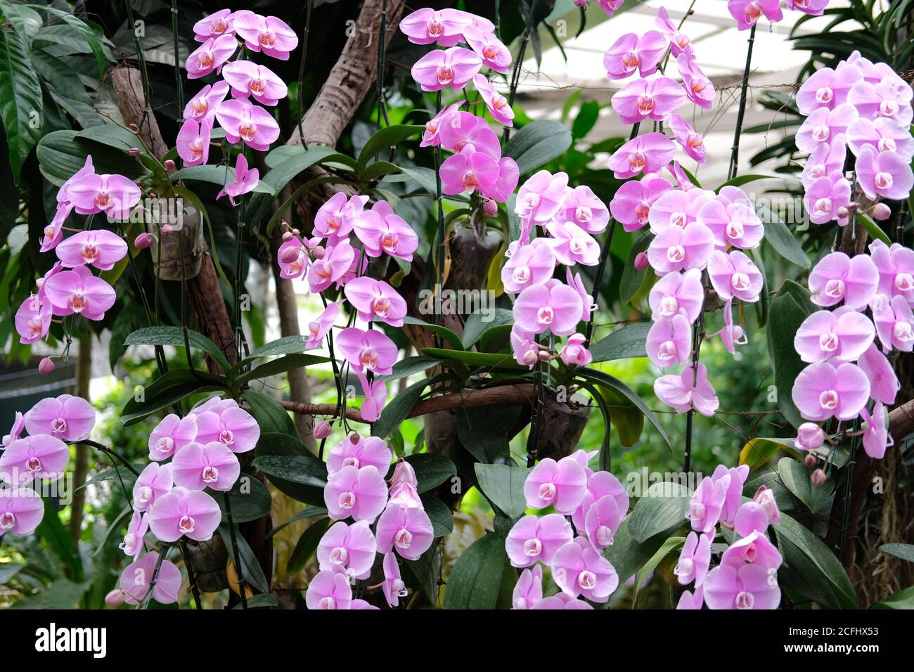 Orchidée phalaenopsis fleur fleur en jardin parc Banque D'Images