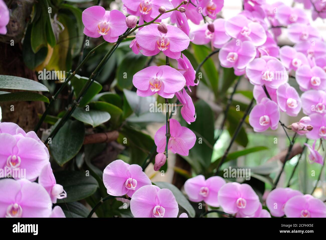 Orchidée phalaenopsis fleur fleur en jardin parc Banque D'Images