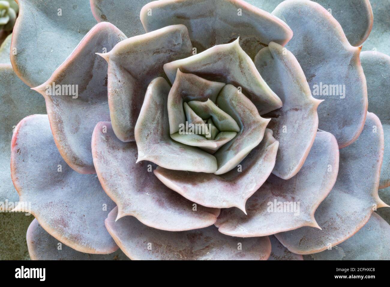 détail de l'écheveria succulente, gros plan de la belle plante intérieure Banque D'Images