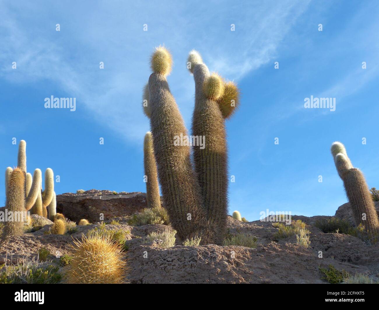 Cactus géants à Salar de Uyuni, Bolivie. Île de Cacti. Trichoreceus Cactus sur Isla Incahuasi. Plantes désertiques uniques. Merveilleux spécimens de cactus. Banque D'Images
