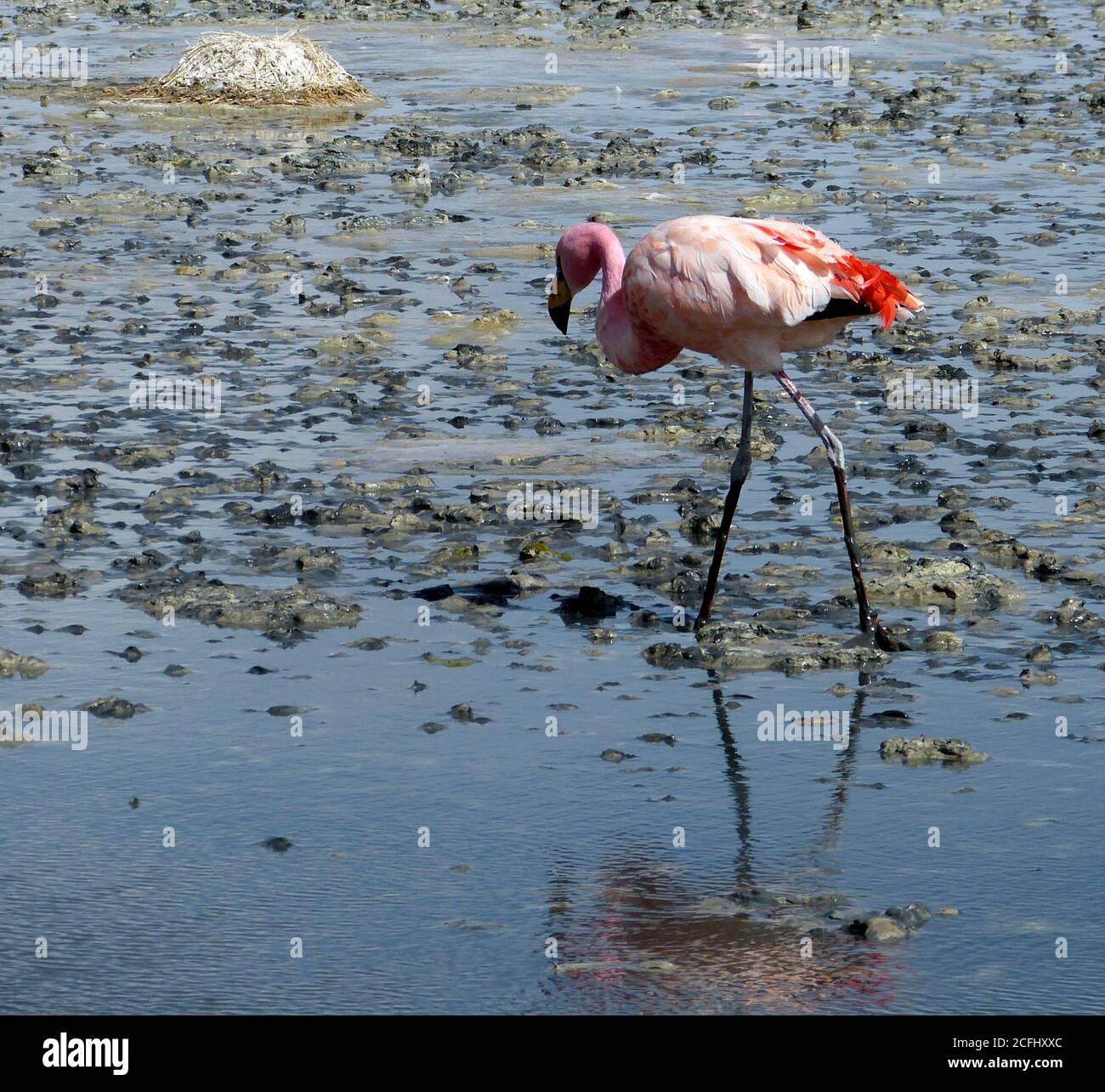 Rose flamant. laguna Canapa, Bolivie. Phoenicarrus jamesi. Puna flamango. Parina Chica. Oiseau rouge cramoisi dans la réserve de faune andine Eduardo Avaroa. Banque D'Images