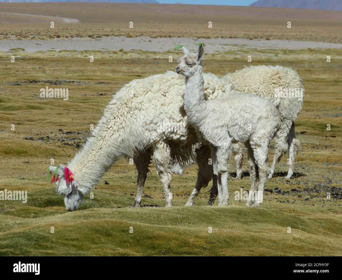 Huacaya Alpaca blanc avec des grains de bébé dans les pâturages. Bofedales Distichia muscoides. Alpaga cub et alpaga adulte. Alpacas se broutent dans les hauts plateaux des Andes. Banque D'Images