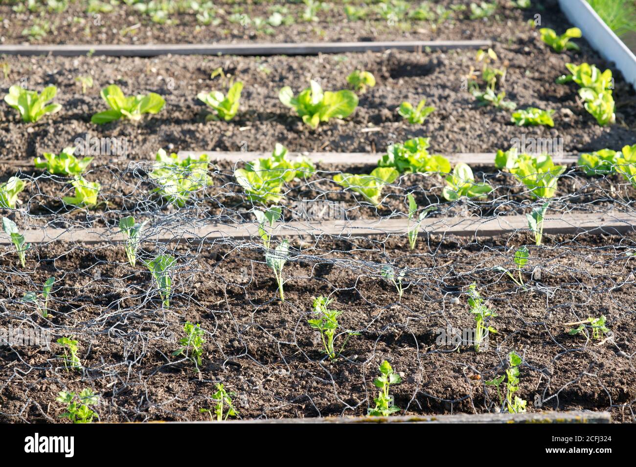 Jeune laitue fraîche et plantes cœriaques sur un potager ensoleillé patchwork patrly sous une grille de protection. Avec espace de copie. Banque D'Images