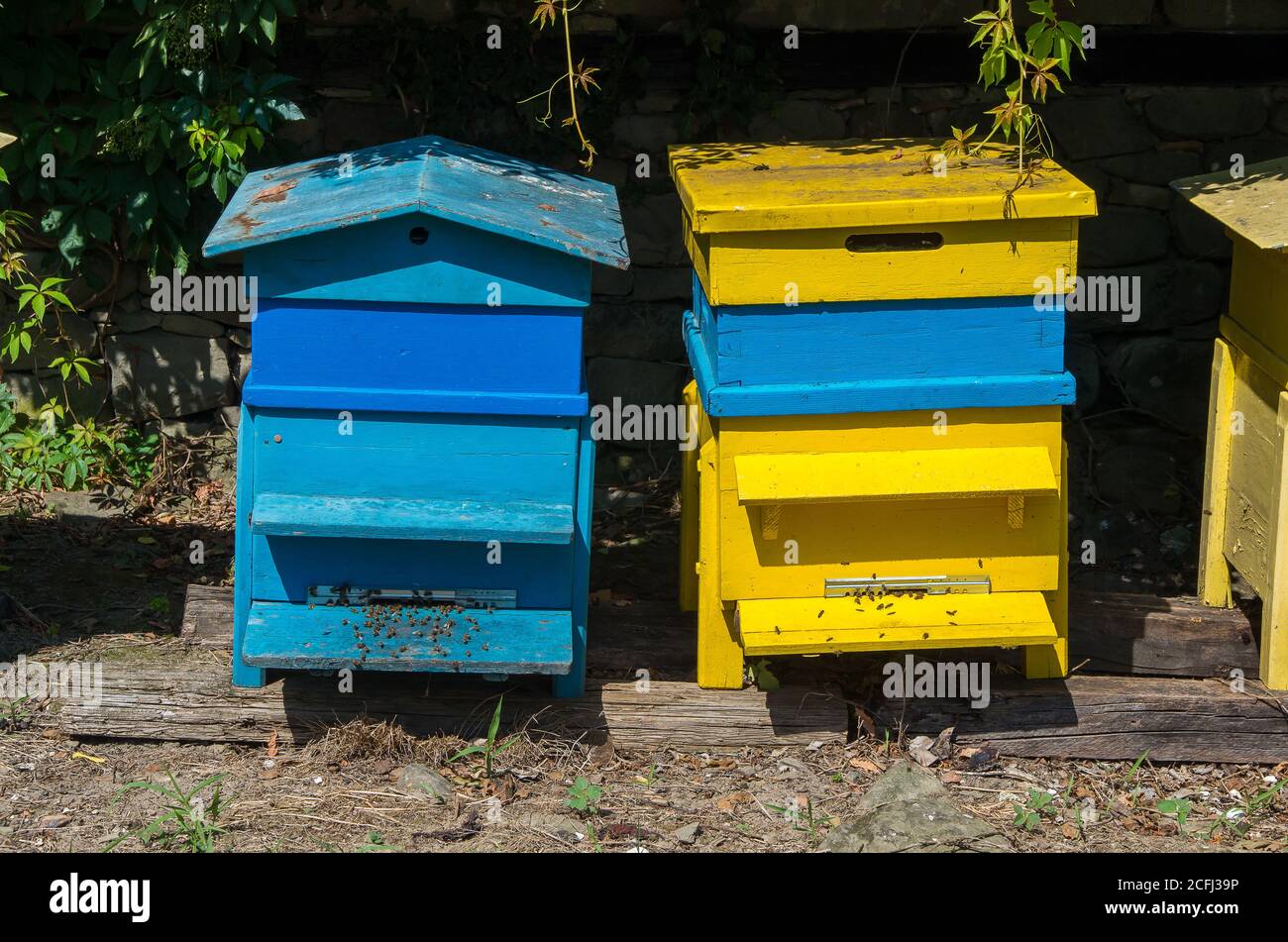 ruches en bois dans une cour arrière Banque D'Images