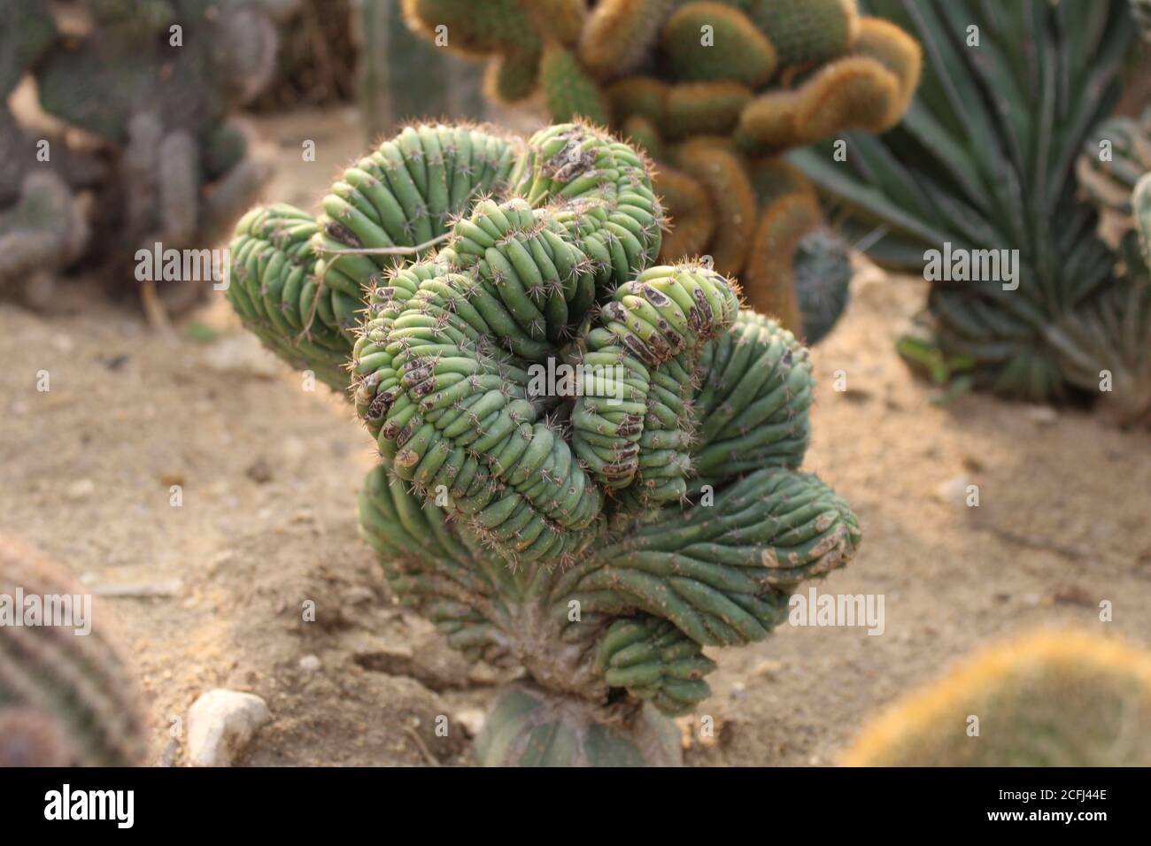 Cactus vieux, épineux et poilu. Banque D'Images