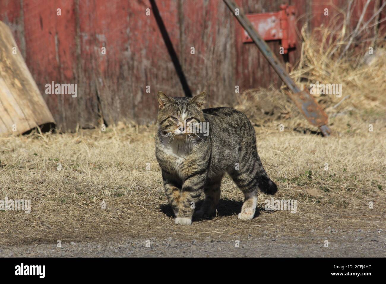 Chat coloré dans une cour avec de l'herbe brune au printemps dans le Kansas. Banque D'Images