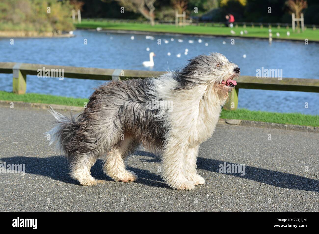 Old English Sheepdog croisées avec le Border Collie, chien adulte femelle, vue de côté, debout dans la brise au Royaume-Uni. Dulux chien posant. Banque D'Images Old English Sheepdog croisées avec le Border Collie, chien adulte femelle, vue de côté, debout dans la brise au Royaume-Uni. Dulux chien posant. Banque D'Images