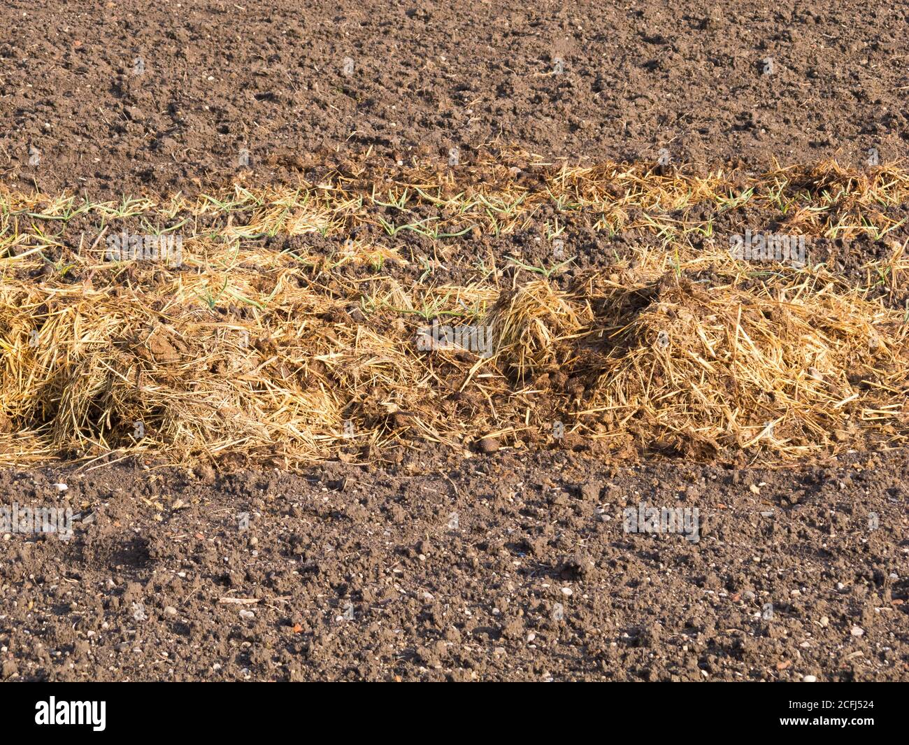 Les moutons bouchent avec de la paille sur le sol du potager. Banque D'Images