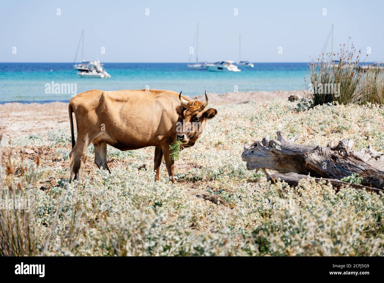 Plage de Barcaggio avec vache, Cap Corse, France Banque D'Images