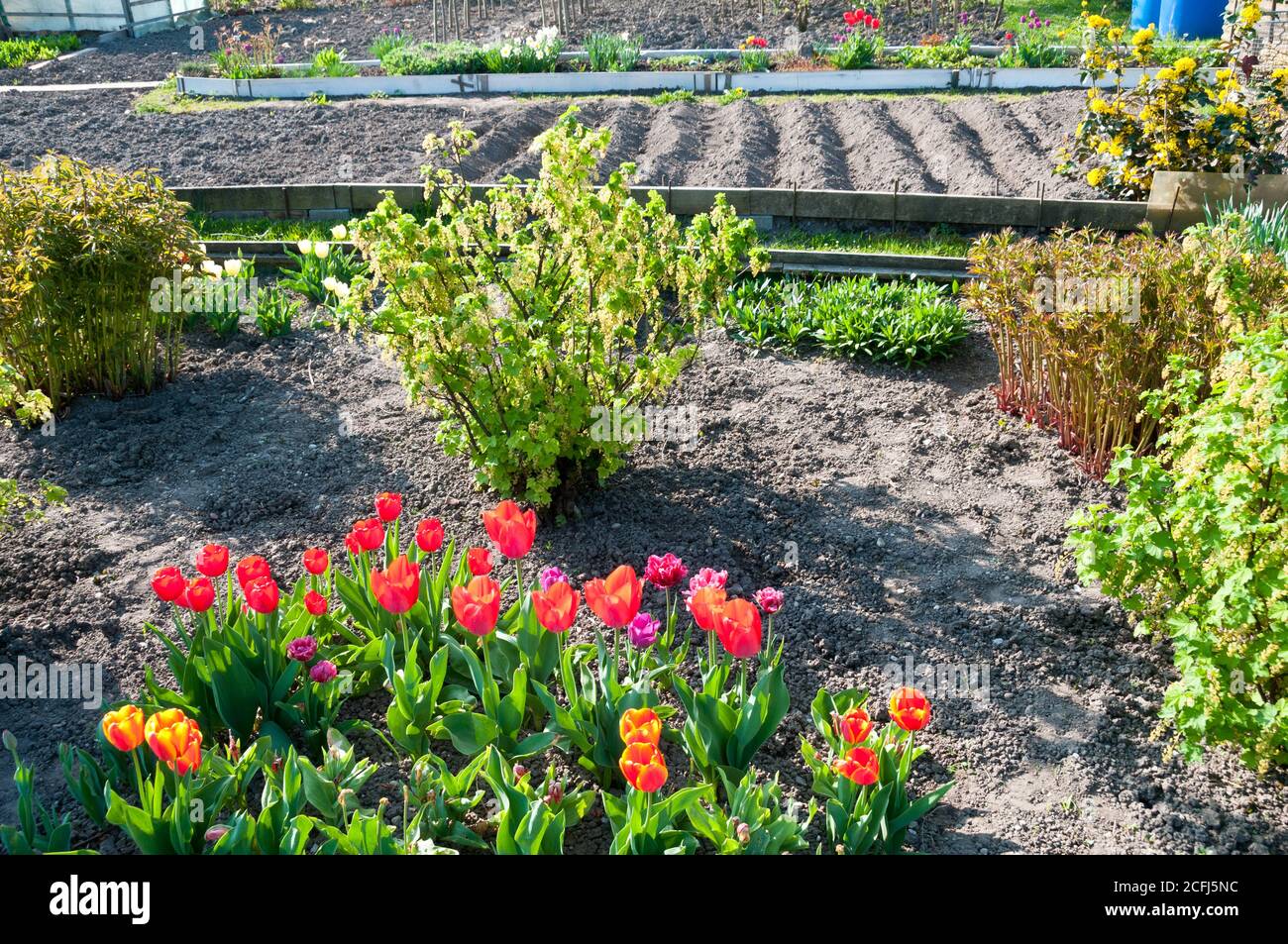 Tulipes rouges brillantes et raisins blancs dans un potager préparé presque encore vide au soleil de printemps. Vitamines biologiques saines maison Banque D'Images