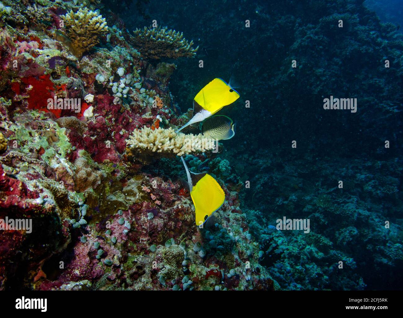 Paire de butterflyfish à nez long, Forcipiger longirostris, se nourrissant sur le récif de corail, Bathala, atoll ari, Maldives Banque D'Images