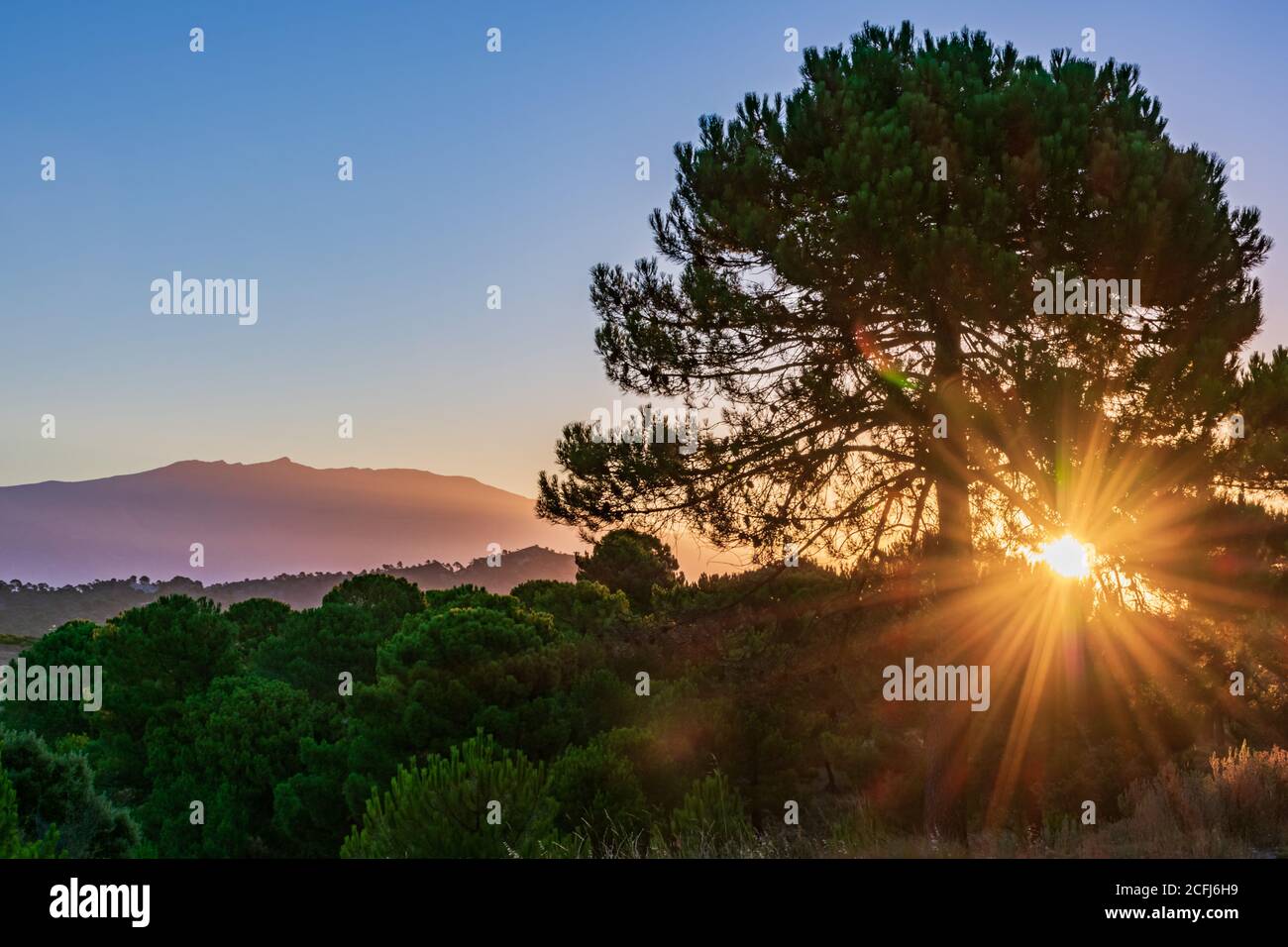 Lever du soleil avec le soleil derrière un arbre et le Pico del Caballo dans la Sierra Nevada en arrière-plan. Banque D'Images