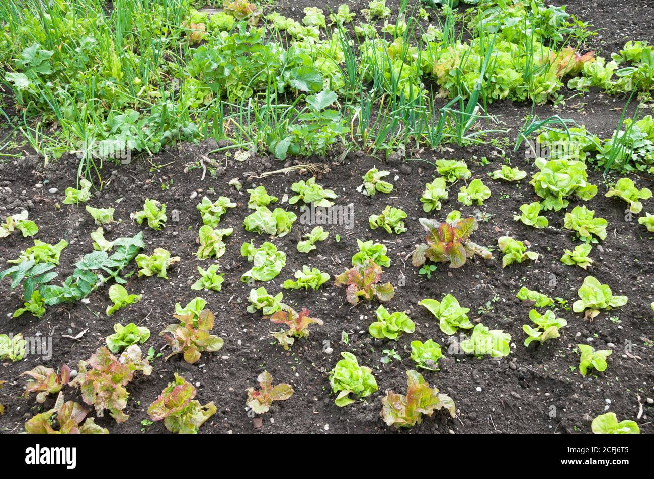 Jeune laitue verte et rouge fraîche et plantes d'échaulion sur un potager ensoleillé. Vitamines biologique sain naturel naturel de printemps - stock Banque D'Images